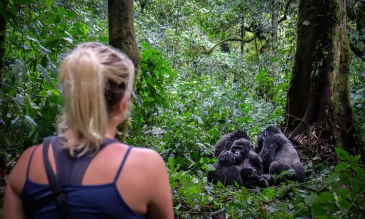 Bwindi Gorilla Trekking