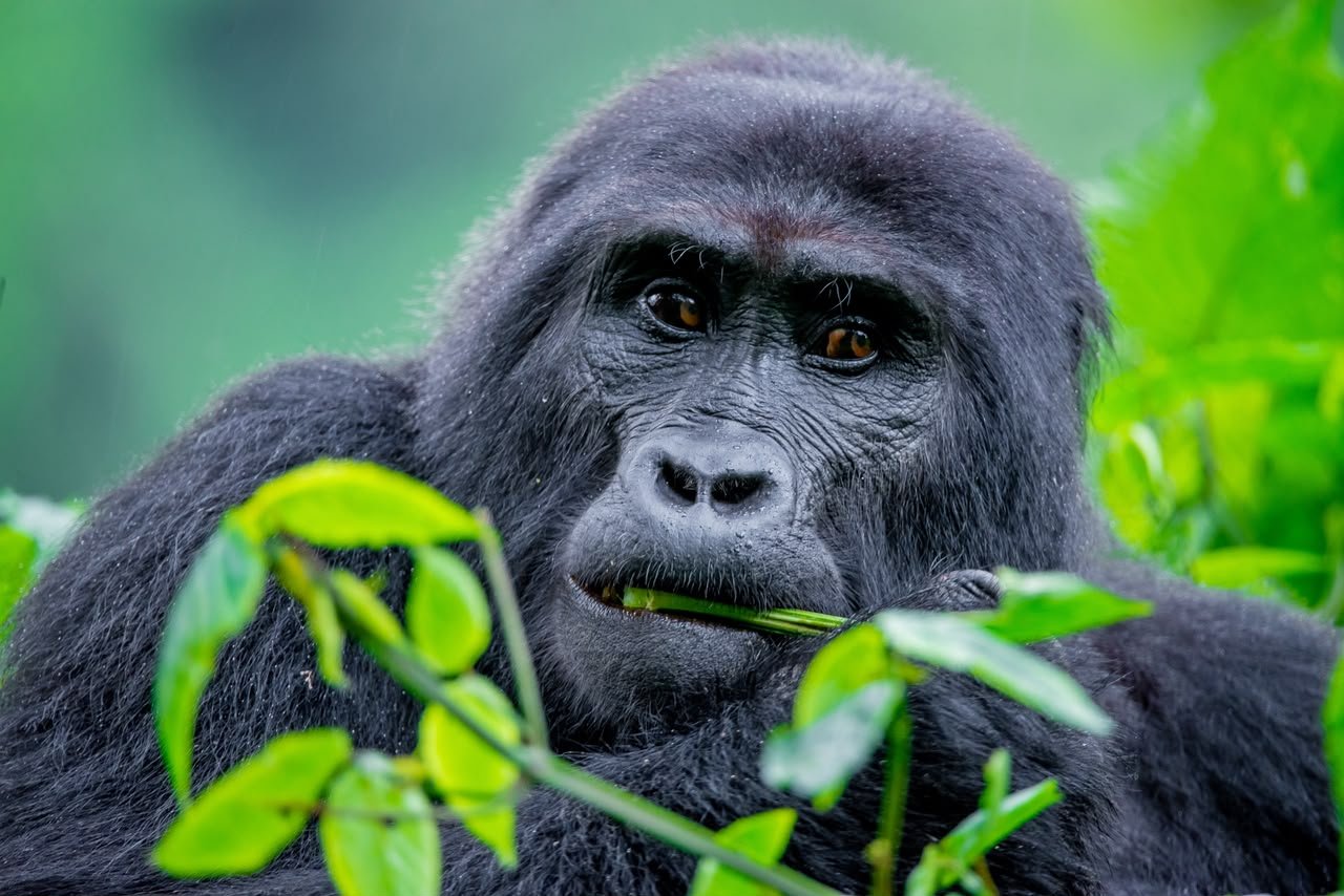 Uganda Gorilla Trekking
