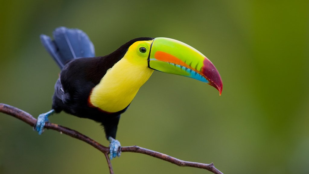 Uganda Birding Tour main view
