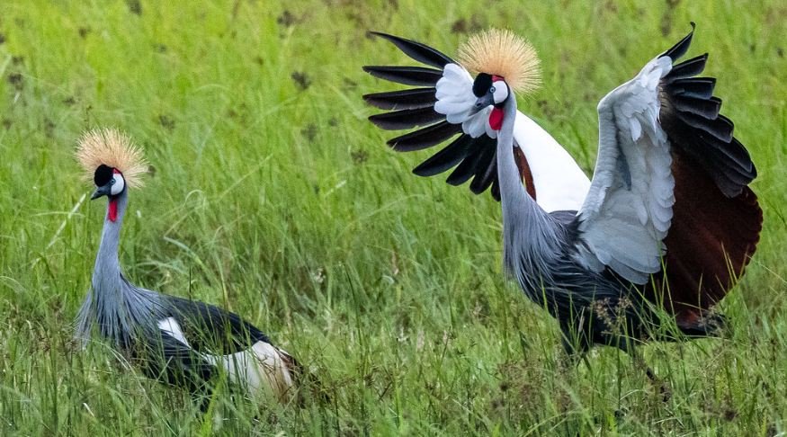Uganda Birding Tour
