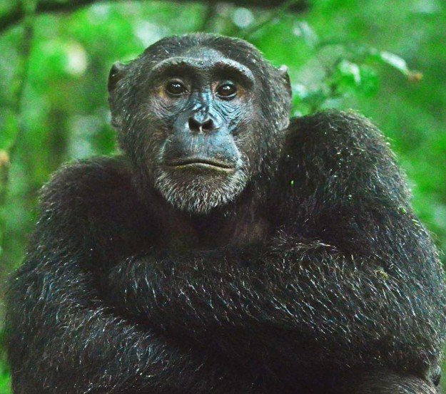 Bwindi