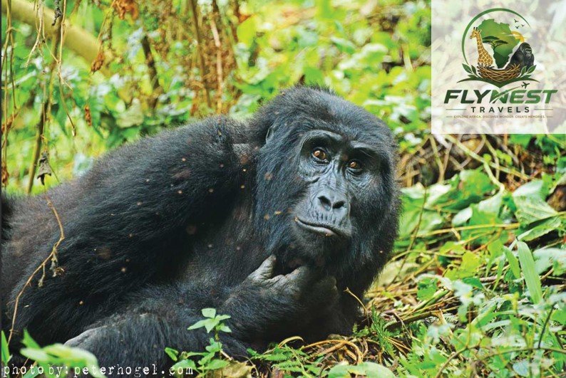 Congo Gorilla Trekking