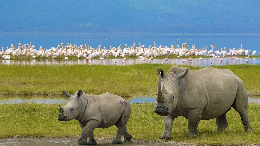 Kenya Wildlife