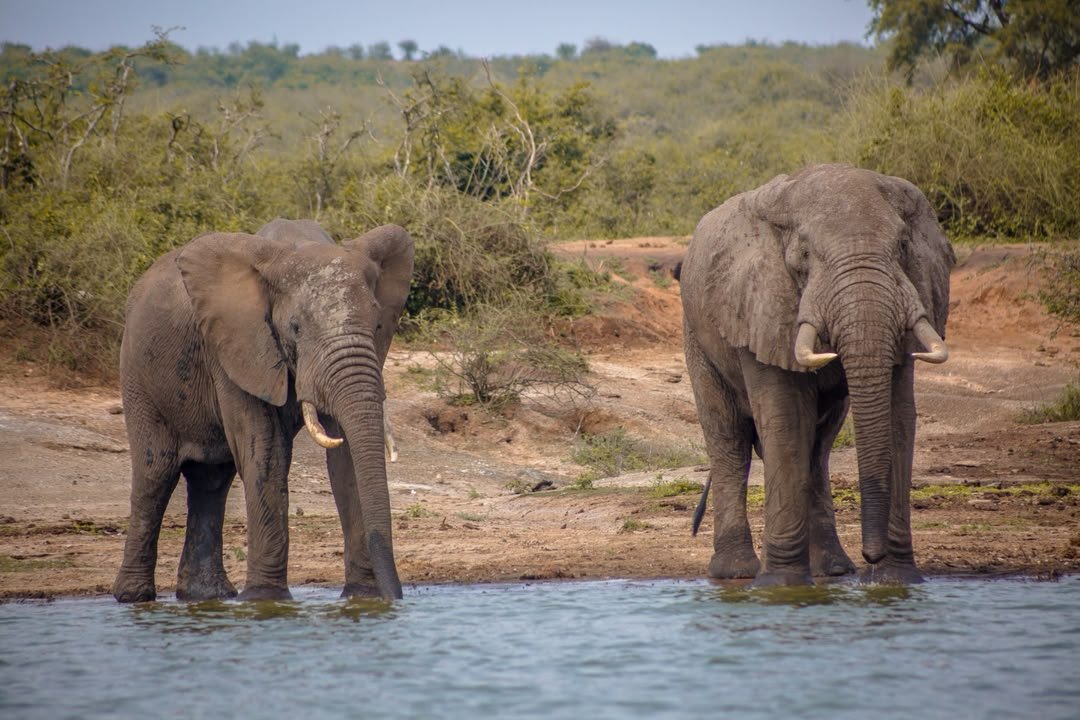 Amboseli National Park